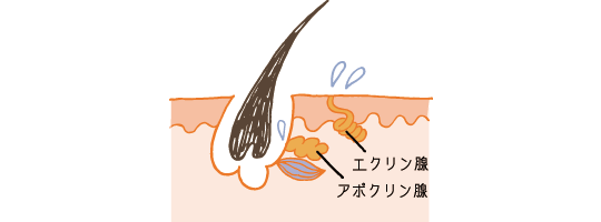 ワキガ・多汗症の種類